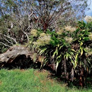 Cordyline mauritiana.canne marronne.( en fleurs ) asparagaceae.endémique Réunion Maurice..jpeg
